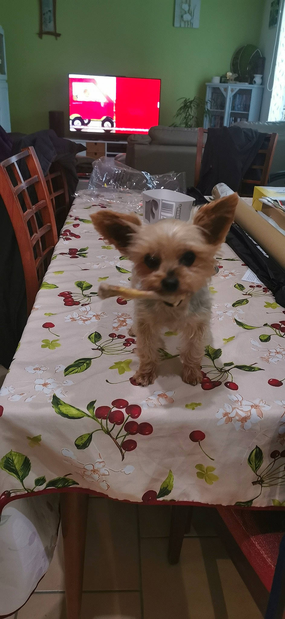 Hakira a rejoint le concours — aidez-le/la à gagner de superbes lots ! carnivore, chair, companion_dog, dog, dog_breed, dog_supply, fawn, furniture, linens, liver, pet_supply, small_terrier, snout, table, television, terrier, toy_dog, working_animal, yorkipoo, yorkshire_terrier