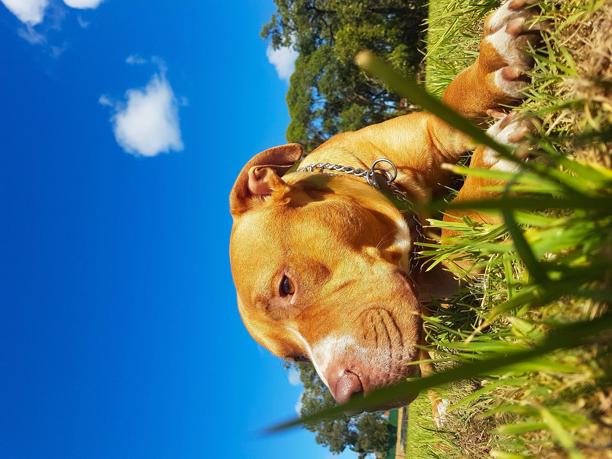 Boss is registered to the contest to win money with this photo: branch, canidae, carnivore, cloud, dog, dog_breed, fawn, grass, organism, plant, sky, snout, sporting_group, sunlight, terrestrial_animal, tree, trunk, twig, whiskers, wood