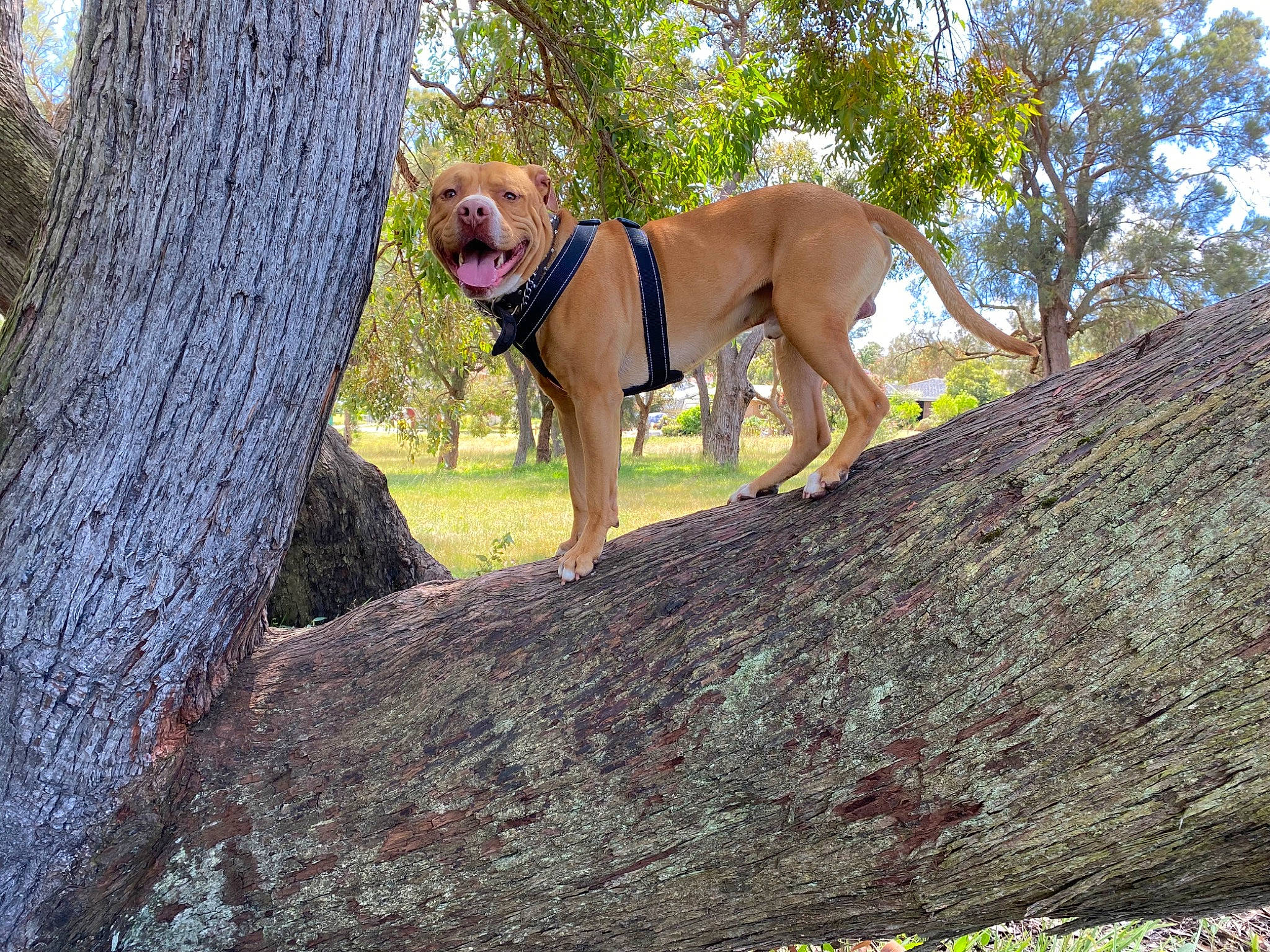 Boss is registered to the contest to win money with this photo: carnivore, collar, companion_dog, dog, dog_breed, dog_collar, dog_supply, fawn, grass, gun_dog, ori_pei, pet_supply, plant, rose, sporting_group, tree, trunk, wood, woody_plant, working_animal