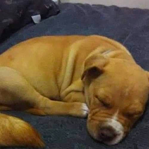 Boss is registered to the contest to win money with this photo: bored, carnivore, comfort, companion_dog, dog, dog_breed, dog_supply, fawn, hardwood, non_sporting_group, paw, pet_supply, snout, sporting_group, tail, whiskers, wood, working_animal