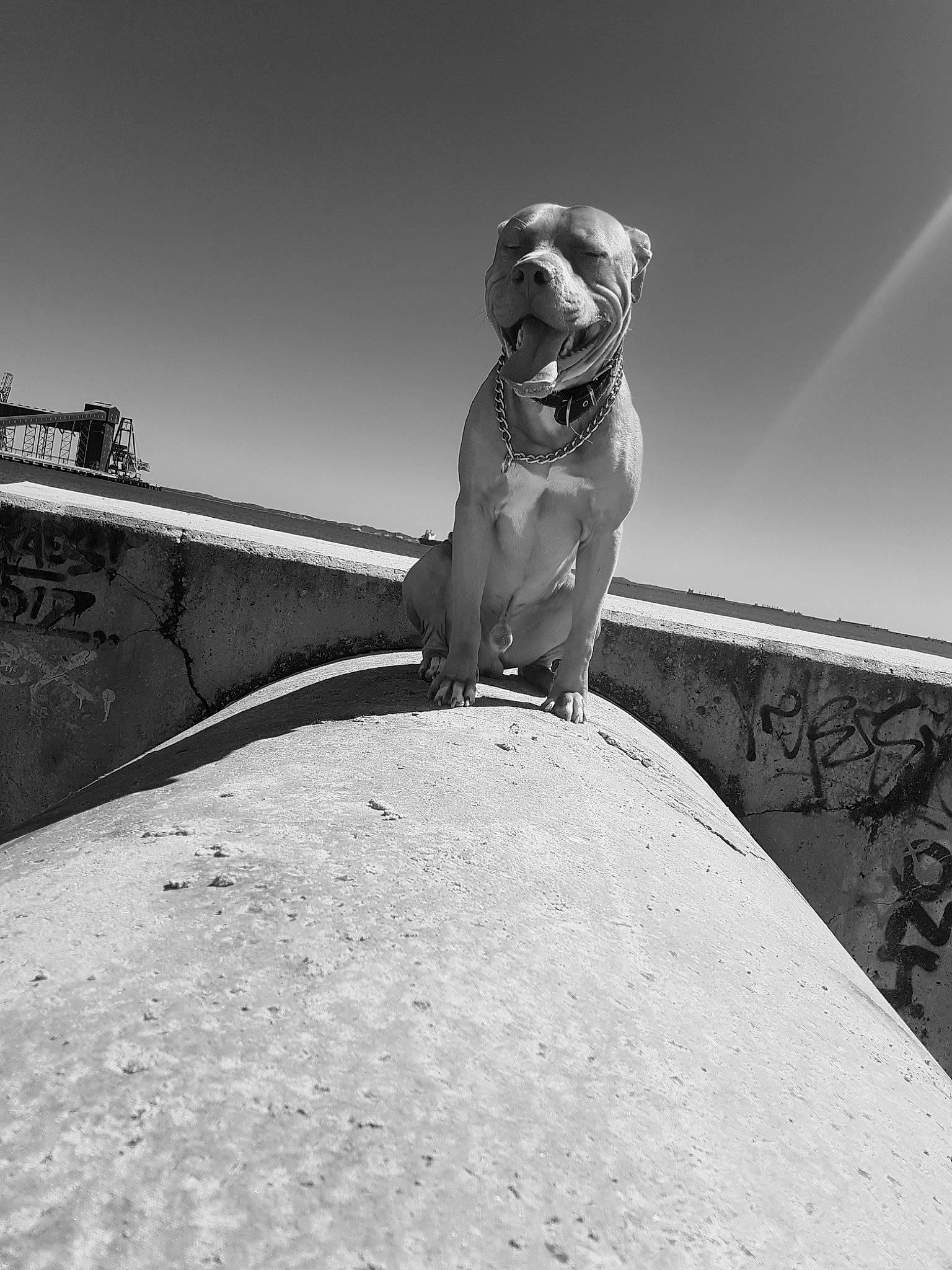 Boss joined the competition — help win amazing prizes! black_and_white, canidae, carnivore, companion_dog, dog, dog_breed, fawn, flash_photography, grey, human_leg, landscape, leash, leg, monochrome, monochrome_photography, pet_supply, pug, sky, snout, sporting_group