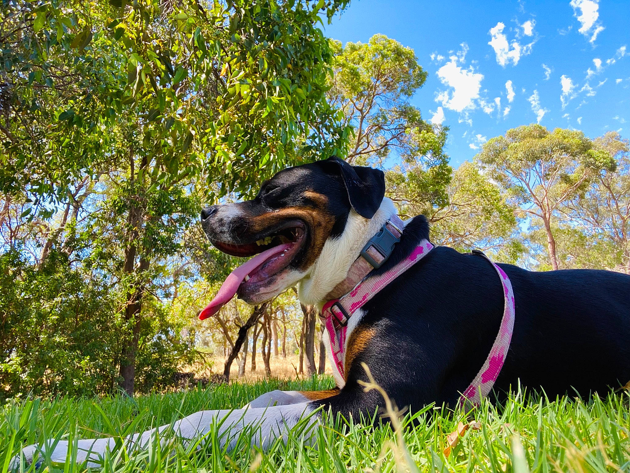 Panda is registered to the contest to win money with this photo: carnivore, collar, companion_dog, dog, dog_breed, dog_collar, dog_supply, grass, guard_dog, landscape, leash, people_in_nature, plant, scent_hound, sky, snout, sporting_group, tree, working_animal, working_dog
