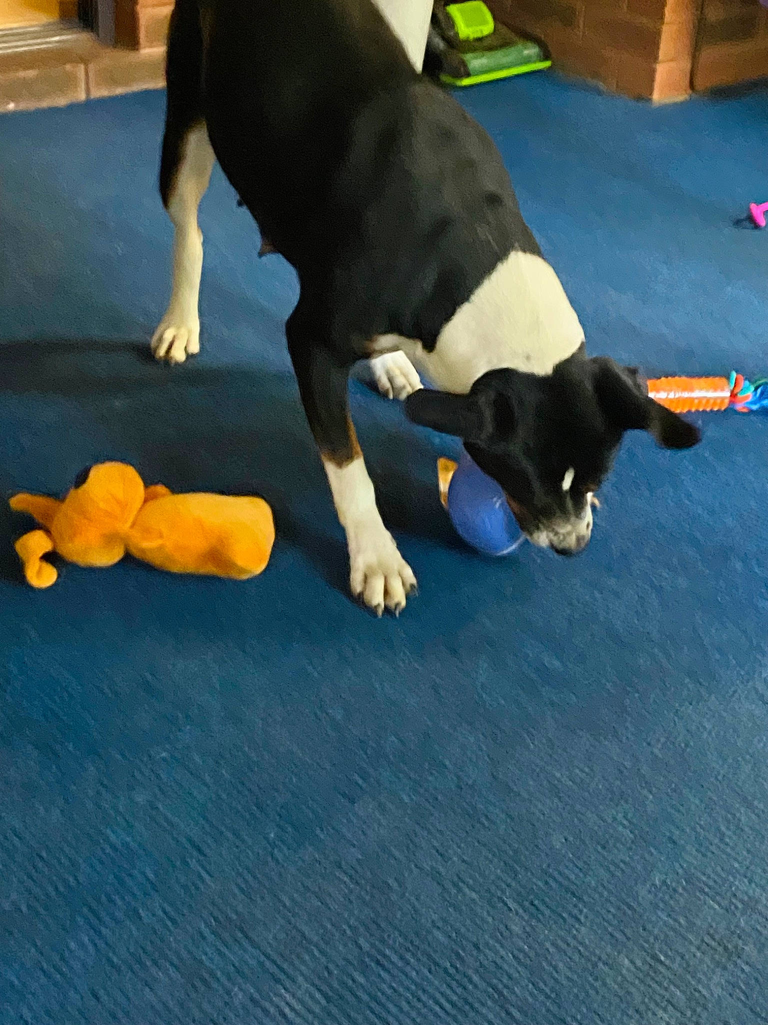 Panda joined the competition — help win amazing prizes! canidae, carnivore, comfort, companion_dog, dog, dog_breed, elbow, electric_blue, flooring, fun, guard_dog, hardwood, non_sporting_group, sporting_group, tail, toy, working_animal