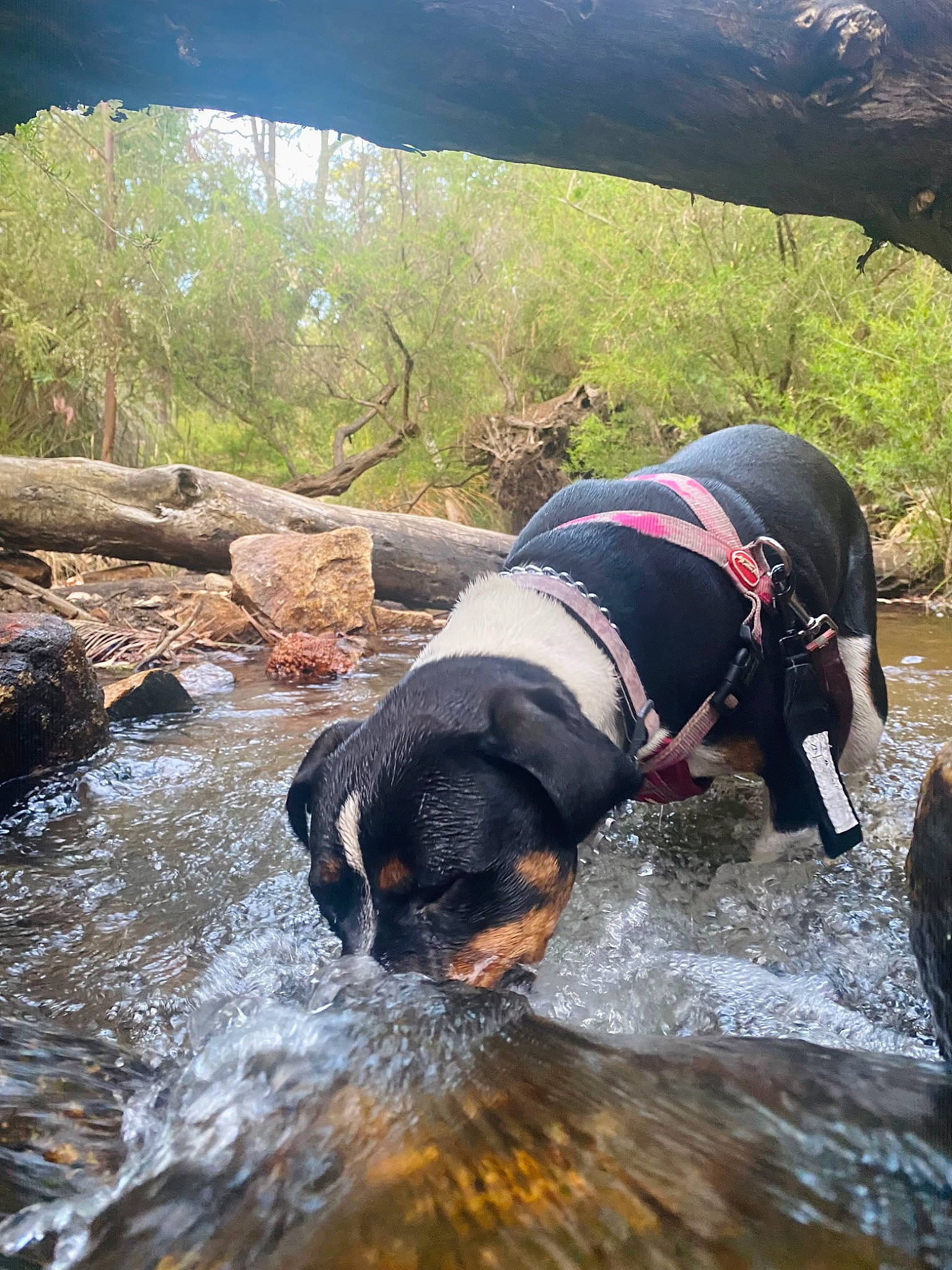 Panda is registered to the contest to win money with this photo: adventure, canidae, carnivore, companion_dog, dog, dog_breed, fluvial_landforms_of_streams, grass, lake, landscape, leisure, mountain, pet_supply, plant, recreation, sporting_group, stream, water, watercourse, working_animal