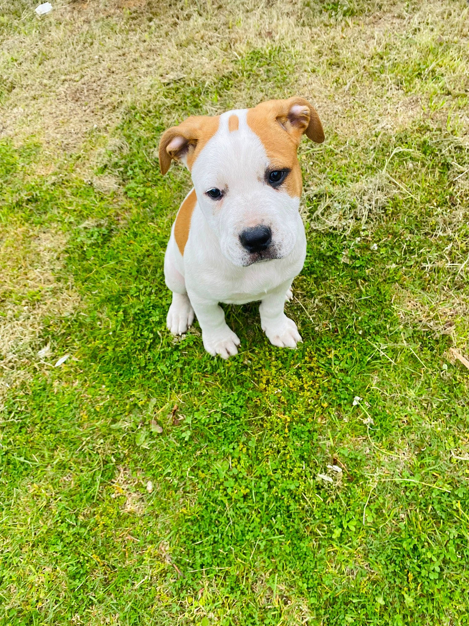 Nala is registered to the contest to win money with this photo: canidae, carnivore, companion_dog, dog, dog_breed, fawn, grass, grassland, groundcover, lawn, non_sporting_group, pasture, plant, puppy, snout, tail, terrestrial_animal, terrier, working_animal