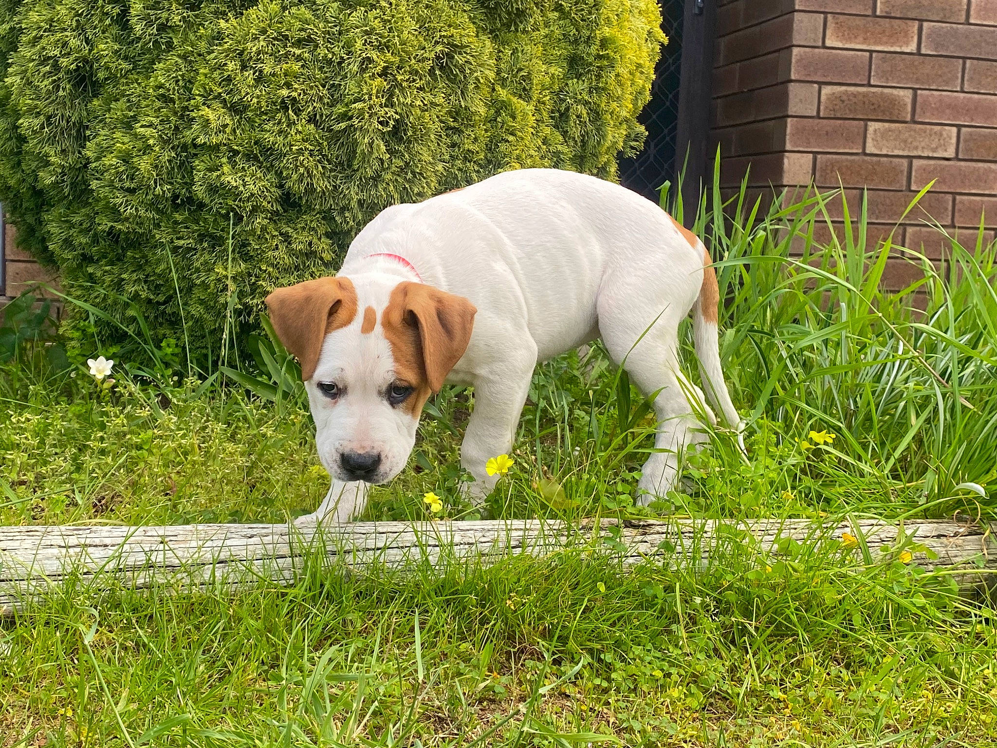 Nala joined the competition — help win amazing prizes! brick, canidae, carnivore, collar, companion_dog, dog, dog_breed, fawn, grass, grassland, groundcover, lawn, non_sporting_group, pasture, plant, sporting_group, tail, tree, working_animal, yard