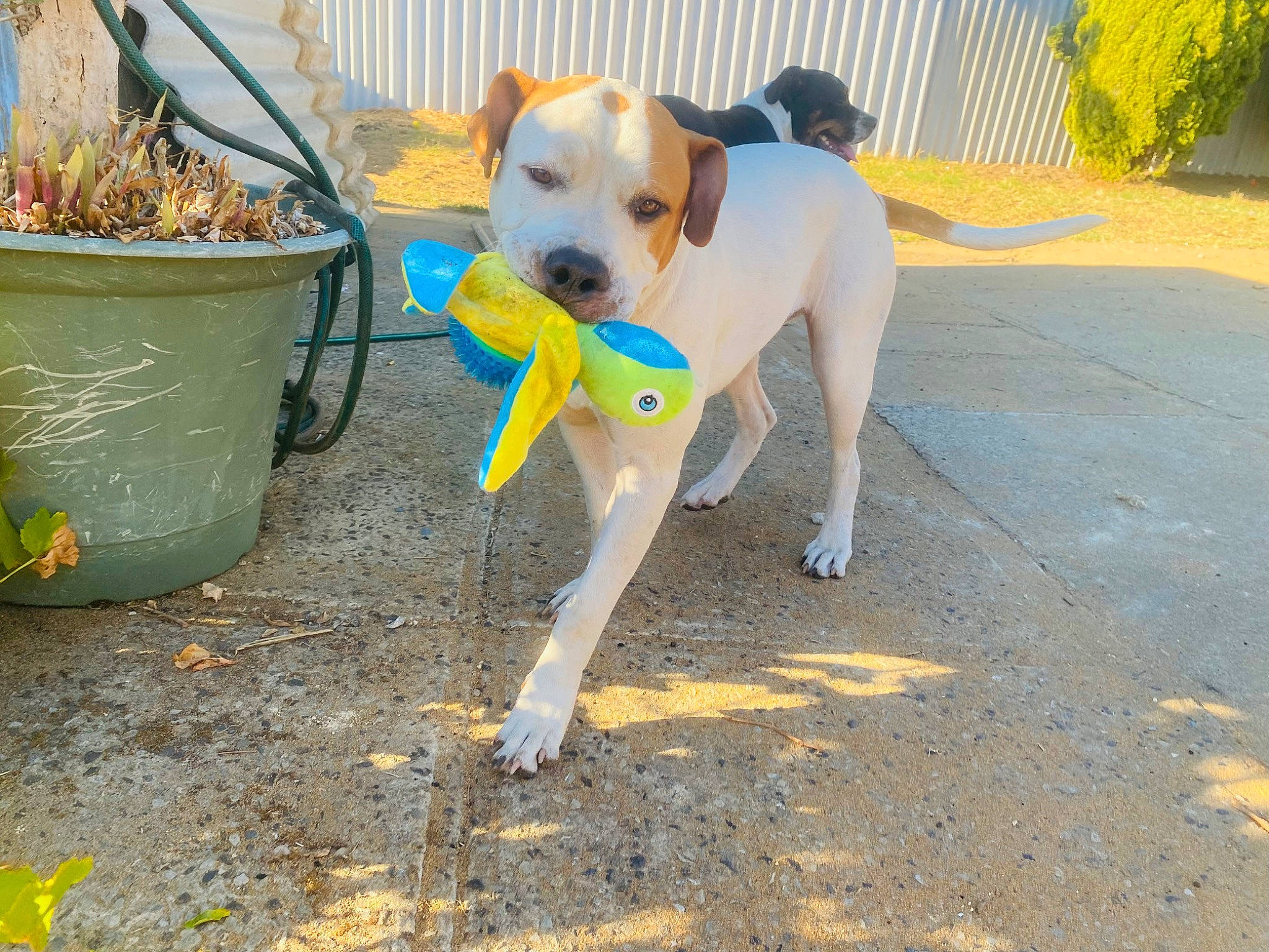 Nala joined the competition — help win amazing prizes! bucket, canidae, carnivore, collar, companion_dog, dog, dog_breed, dog_collar, dog_supply, fawn, non_sporting_group, pet_supply, plant, road_surface, sidewalk, soil, sporting_group, tail, working_animal, yellow