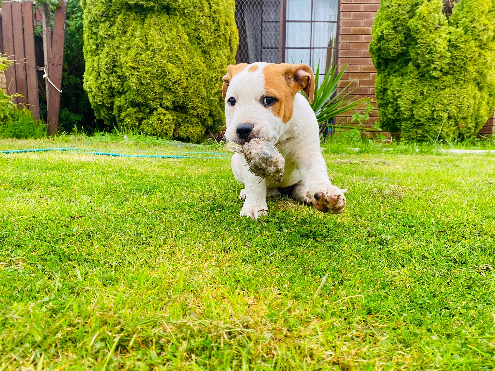 Nala joined the competition — help win amazing prizes! art, carnivore, companion_dog, dog, dog_breed, fawn, grass, green, groundcover, lawn, people_in_nature, plant, shrub, snout, sporting_group, tail, terrier, tree, window, working_animal