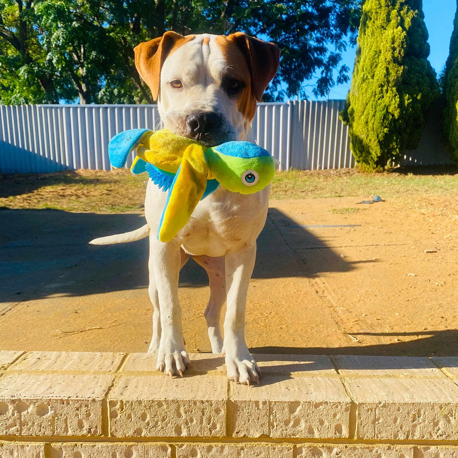 Nala joined the competition — help win amazing prizes! art, canidae, carnivore, collar, companion_dog, dog, dog_breed, dog_clothes, dog_collar, dog_supply, fawn, fence, landscape, pet_supply, plant, sky, snout, sporting_group, tree, working_animal