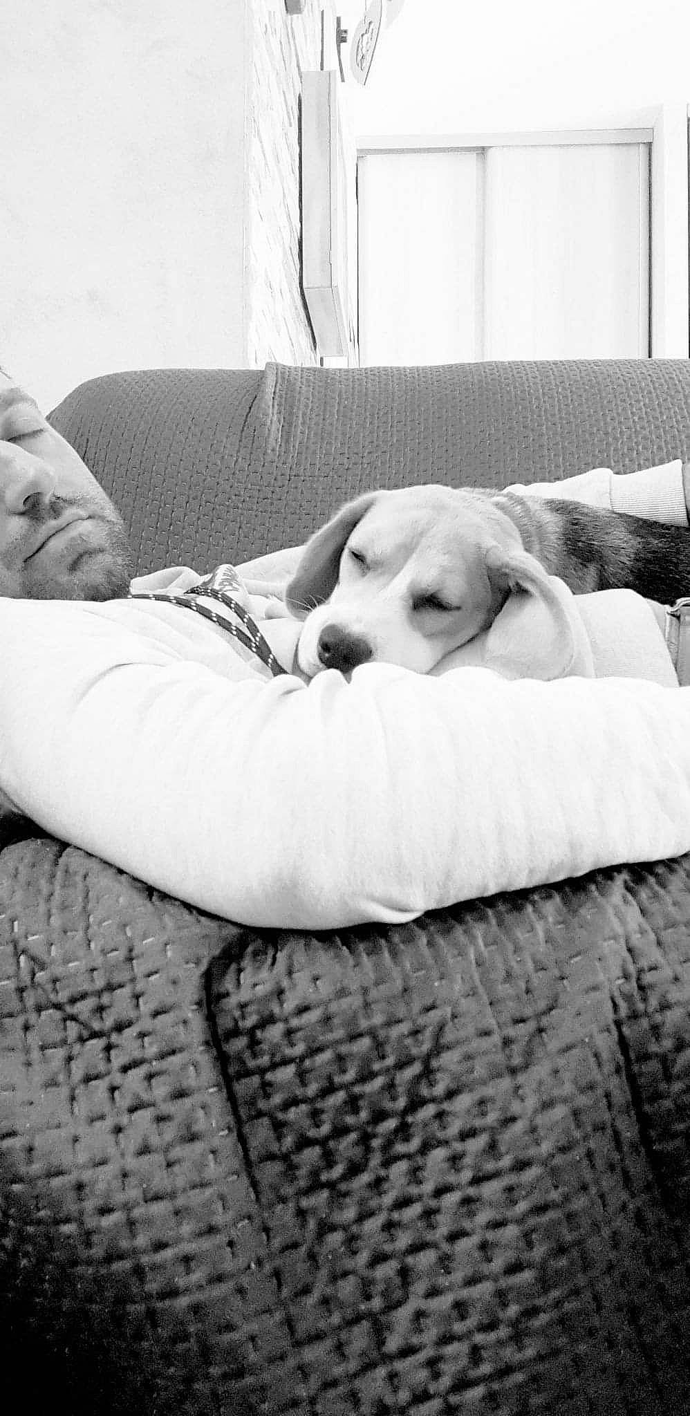 Tessa participe au concours pour gagner de l'argent avec cette photo : black_and_white, carnivore, comfort, companion_dog, couch, dog, dog_breed, flooring, human_leg, mammal, monochrome, monochrome_photography, sitting, snout, sporting_group, studio_couch, style, vertebrate, white, working_animal