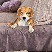 Tessa participe au concours pour gagner de l'argent avec cette photo : beagle, blanket, brown_and_white, collar, colorful_cushion, couch, cozy, dog, floppy_ears, home, indoor, living_room, lying_down, pet, pillows, portrait, puppy, relaxed, sitting, sofa