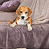 beagle, blanket, brown_and_white, collar, colorful_cushion, couch, cozy, dog, floppy_ears, home, indoor, living_room, lying_down, pet, pillows, portrait, puppy, relaxed, sitting, sofa