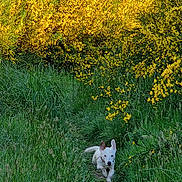Voltaire a rejoint le concours — aidez-le/la à gagner de superbes lots ! animal, bushes, canine, daylight, dog, energetic, field, flora, grass, greenery, leaves, nature, outdoor, path, running, spring, sunlight, white_dog, wildflowers, yellow_flowers
