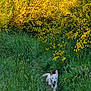 animal, bushes, canine, daylight, dog, energetic, field, flora, grass, greenery, leaves, nature, outdoor, path, running, spring, sunlight, white_dog, wildflowers, yellow_flowers