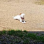 Voltaire a rejoint le concours — aidez-le/la à gagner de superbes lots ! animal, bushes, canine, collar, daytime, dog, grass, gravel, nature, outdoor, pet, quiet, relaxing, shadows, sitting, small_dog, sunlight, sunny_day, white_dog, yard