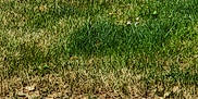 Voltaire a rejoint le concours — aidez-le/la à gagner de superbes lots ! animal, brown_ear, canine, daytime, dog, garden, grass, greenery, ground, hedge, leafy, lying_down, nature, outdoor, pet, quiet, relaxing, summer, sunlight, white_dog