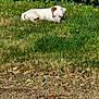 animal, brown_ear, canine, daytime, dog, garden, grass, greenery, ground, hedge, leafy, lying_down, nature, outdoor, pet, quiet, relaxing, summer, sunlight, white_dog