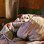Voltaire a rejoint le concours — aidez-le/la à gagner de superbes lots ! animal, basket, blanket, brown_wall, comfort, cozy, curious, cute, dog, furniture, home, indoor, metal_bucket, pet_bed, relaxation, resting, small_dog, snuggling, soft_texture, warm_lighting