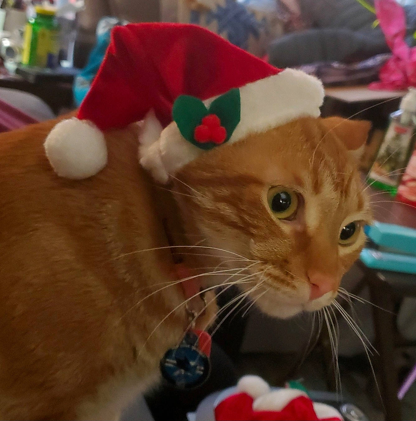 The Boys joined the competition — help win amazing prizes! carnivore, cat, christmas, christmas_eve, christmas_ornament, collar, costume_hat, domestic_short_haired_cat, event, fawn, felidae, fur, hat, holiday, mammal, paper_bag, paw, small_to_medium_sized_cats, tail, whiskers
