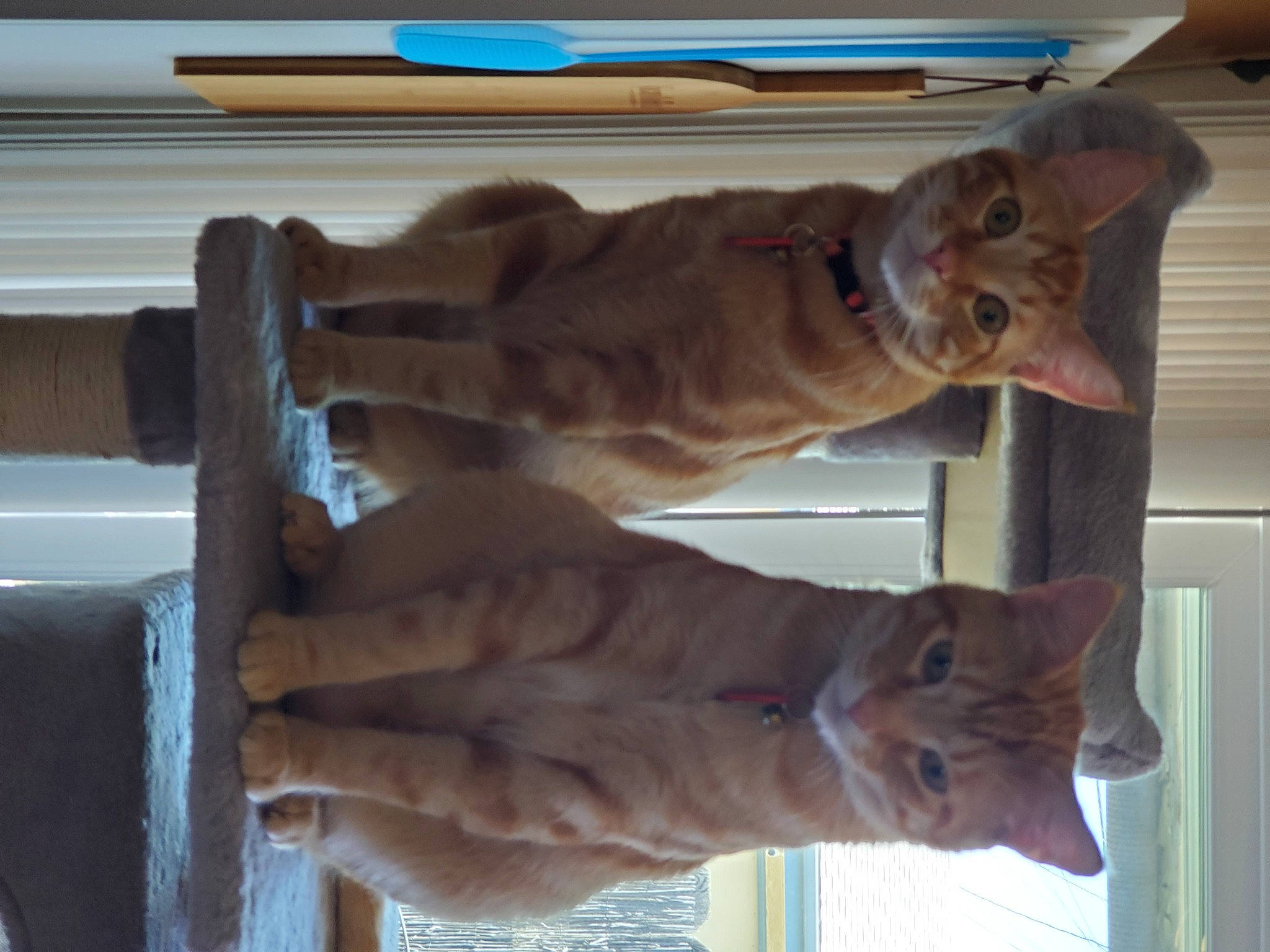 The Boys joined the competition — help win amazing prizes! canidae, carnivore, cat, comfort, dog_breed, fawn, felidae, fur, gesture, guard_dog, hardwood, liver, pet_supply, small_to_medium_sized_cats, sporting_group, tail, whiskers, wood, wrinkle, wrist