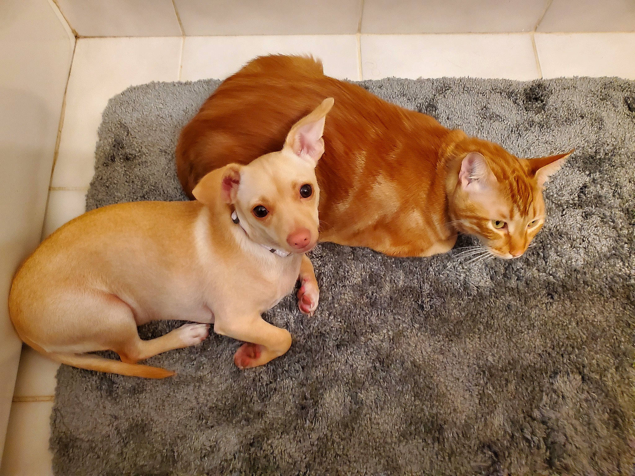 Olivia joined the competition — help win amazing prizes! canidae, carnivore, comfort, companion_dog, dog, dog_breed, dog_supply, ear, fawn, felidae, liver, pet_supply, snout, sporting_group, tail, toy, toy_dog, whiskers, wood, working_animal