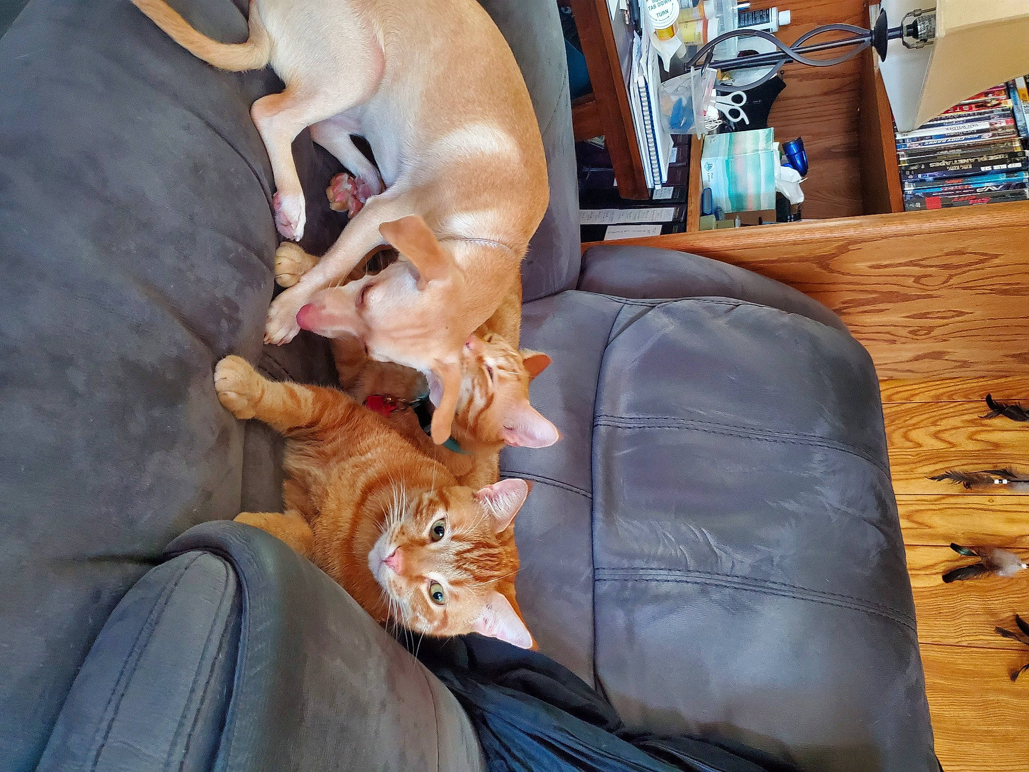 Olivia is registered to the contest to win money with this photo: bag, canidae, car_seat, carnivore, cat, comfort, companion_dog, dog_breed, domestic_short_haired_cat, fawn, felidae, fur, lap, luggage_and_bags, sitting, small_to_medium_sized_cats, sporting_group, tail, whiskers, working_animal