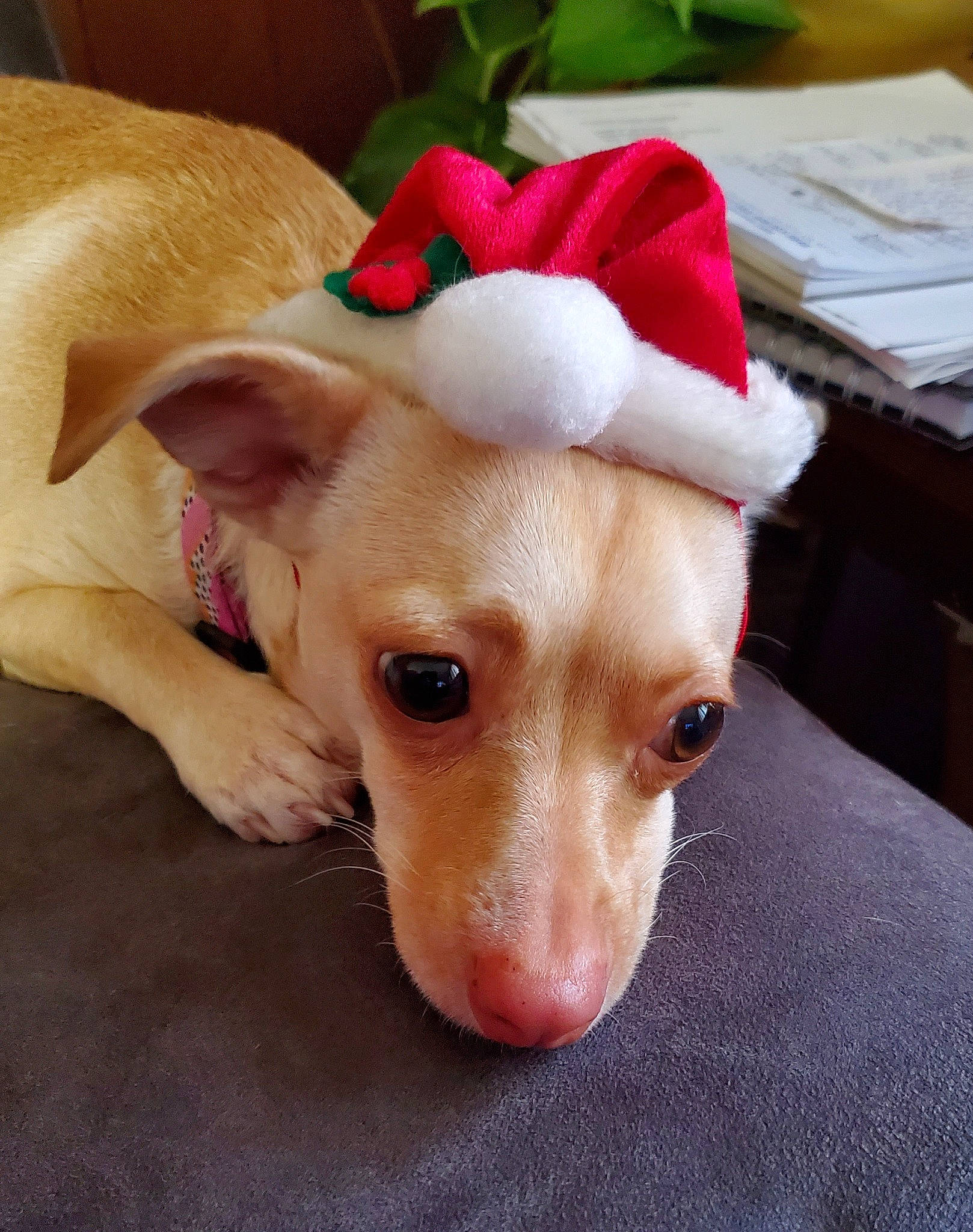 Olivia joined the competition — help win amazing prizes! canidae, carnivore, collar, companion_dog, costume_hat, dog, dog_breed, dog_clothes, dog_supply, ear, fashion_accessory, fawn, fur, paw, snout, sporting_group, tail, toy_dog, whiskers, working_animal