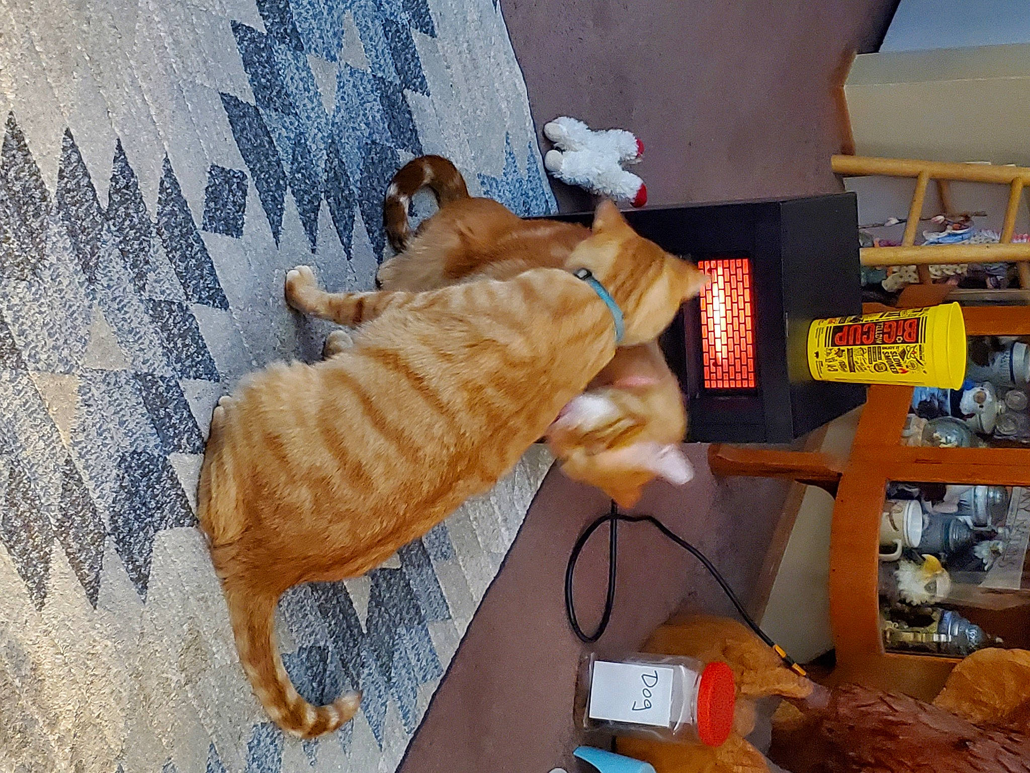 Yoda And Chewbacca joined the competition — help win amazing prizes! canidae, carnivore, comfort, companion_dog, couch, dog, dog_breed, domestic_short_haired_cat, fawn, felidae, fur, guard_dog, mammal, paw, room, small_to_medium_sized_cats, sporting_group, tail, whiskers, wood