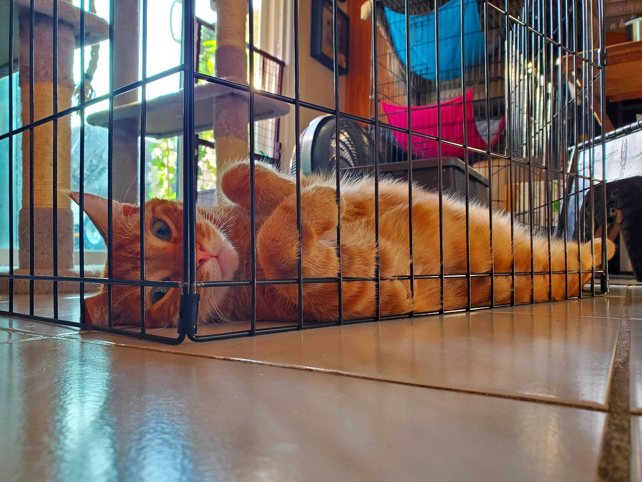 Yoda And Chewbacca joined the competition — help win amazing prizes! animal_shelter, cage, felidae, fence, floor, flooring, fur, glass, handrail, hardwood, human_leg, leisure, metal, reflection, room, service, wood