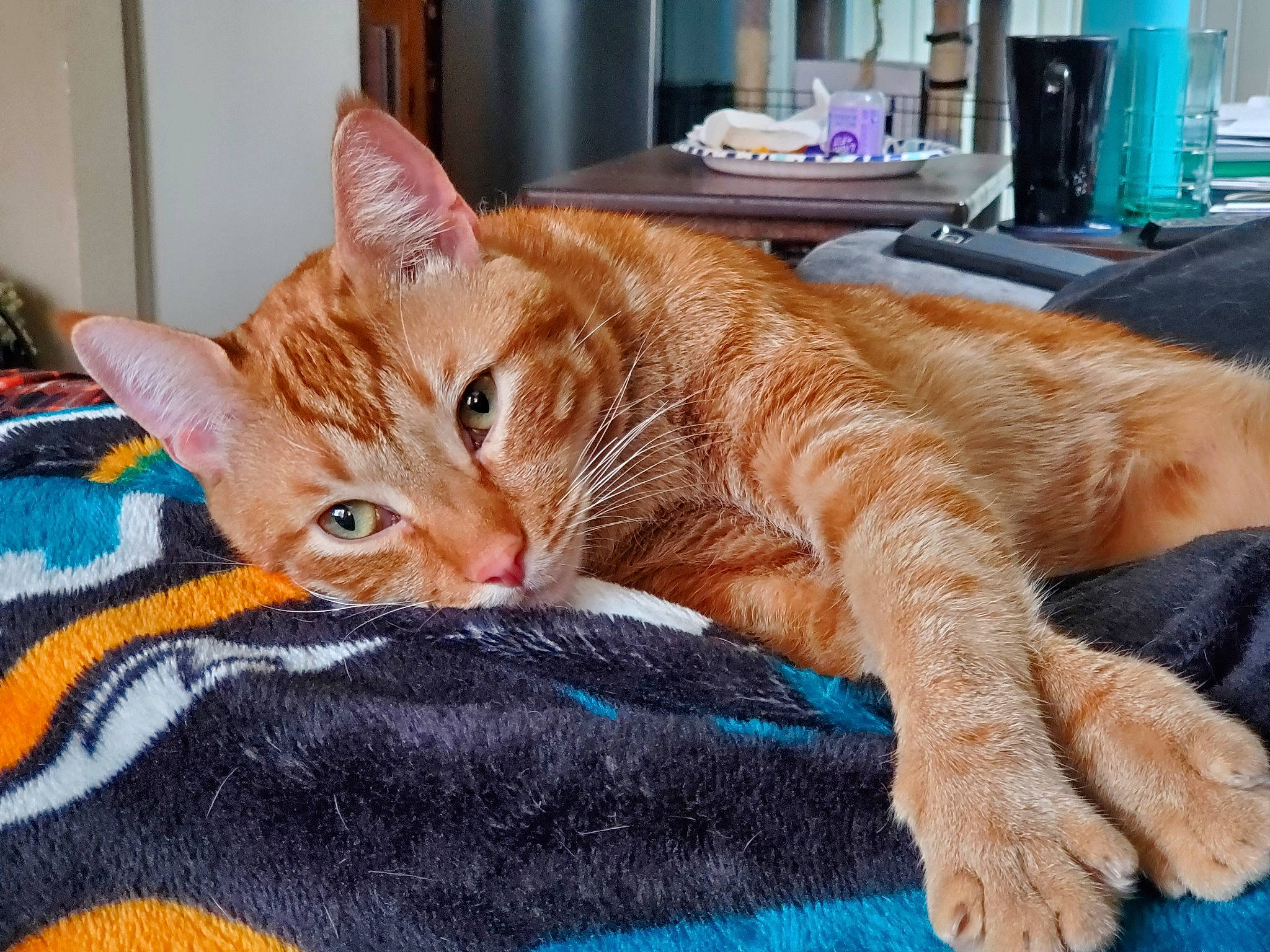 Yoda And Chewbacca is registered to the contest to win money with this photo: blanket, carnivore, cat, claw, comfort, domestic_short_haired_cat, fawn, felidae, fur, knitting, lap, linens, nap, paw, room, small_to_medium_sized_cats, tail, thread, whiskers, window