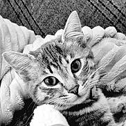 Chaussette a rejoint le concours — aidez-le/la à gagner de superbes lots ! animal, black_and_white, blanket, cat, close_up, cozy, cute, domestic_cat, eyes, face, feline, fur, indoor, pet, portrait, relaxed, resting, soft_texture, tabby, whiskers