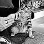cat, kitten, tabby, pet, indoor, playing, paw, hand, couch, fabric, texture, furniture, striped, curious, young, animal, black_and_white, cozy, interaction, home
