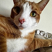 Ronald joined the competition — help win amazing prizes! cat, ginger_cat, white_fur, close_up, portrait, green_eyes, whiskers, ears, pink_nose, tabby, feline, pet, animal, indoor, bed, blanket, relaxed, staring, fur, photography