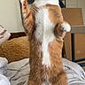 Ronald joined the competition — help win amazing prizes! cat, orange_cat, white_cat, standing, raised_paw, paw_pads, upright_pose, indoors, bedroom, bed, blanket, rumpled_bedding, portrait, pet, feline, whiskers, pink_nose, alert, funny_pose, home_interior