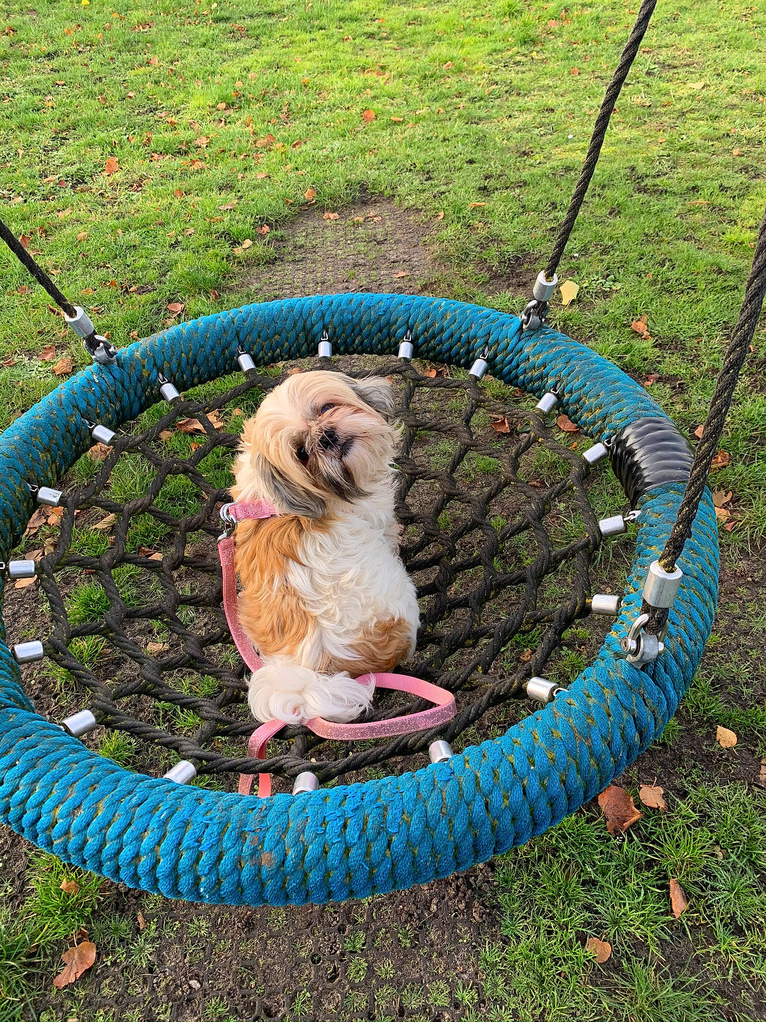Daisy joined the competition — help win amazing prizes! canidae, carnivore, cavachon, companion_dog, dog, dog_breed, grass, leash, lhasa_apso, non_sporting_group, outdoor_play_equipment, petit_basset_griffon_vendeen, play, puppy, shih_tzu, sporting_group, swing, tibetan_terrier, tire