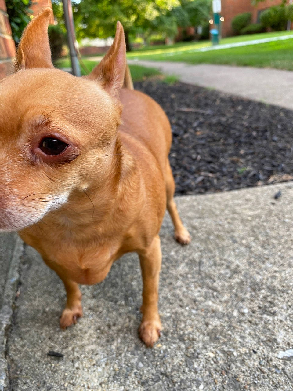 Cider joined the competition — help win amazing prizes! ancient_dog_breeds, canidae, carnivore, chihuahua, companion_dog, corgi_chihuahua, dog, dog_breed, fawn, mammal, miniature_pinscher, nose, organism, puppy, russkiy_toy, snout, sporting_group, toy_dog, vertebrate, whiskers