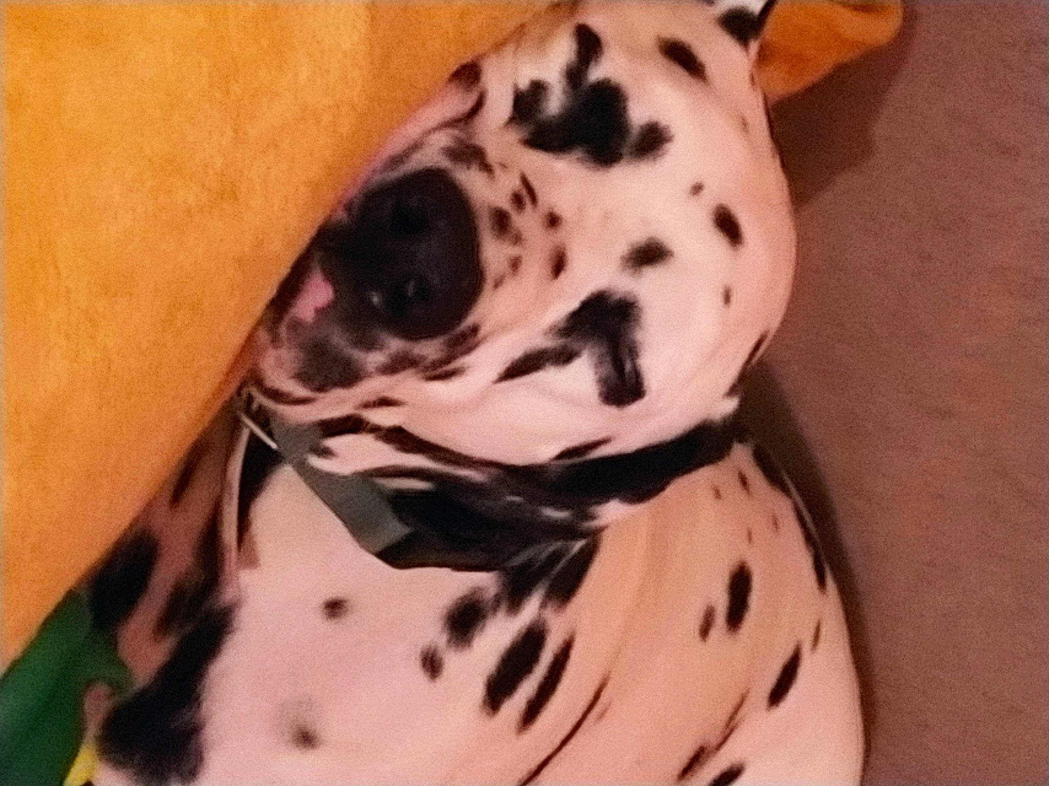 Sheldon participe au concours pour gagner de l'argent avec cette photo : canidae, carnivore, companion_dog, dalmatian, dog, dog_breed, fawn, foot, head, human_leg, non_sporting_group, pattern, paw, sleeve, snout, sporting_group, terrestrial_animal, toy, working_animal