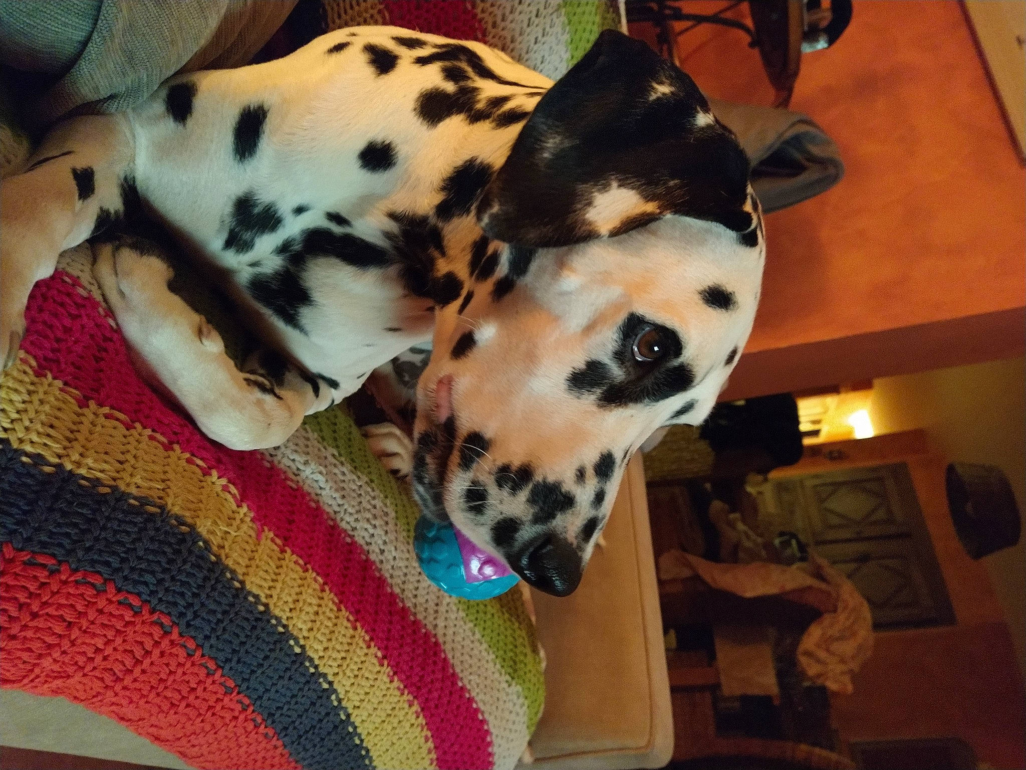 Sheldon participe au concours pour gagner de l'argent avec cette photo : canidae, carnivore, collar, comfort, companion_dog, dalmatian, dog, dog_breed, dog_supply, fawn, fur, linens, pattern, pet_supply, picture_frame, snout, sporting_group, whiskers, working_animal, woven_fabric