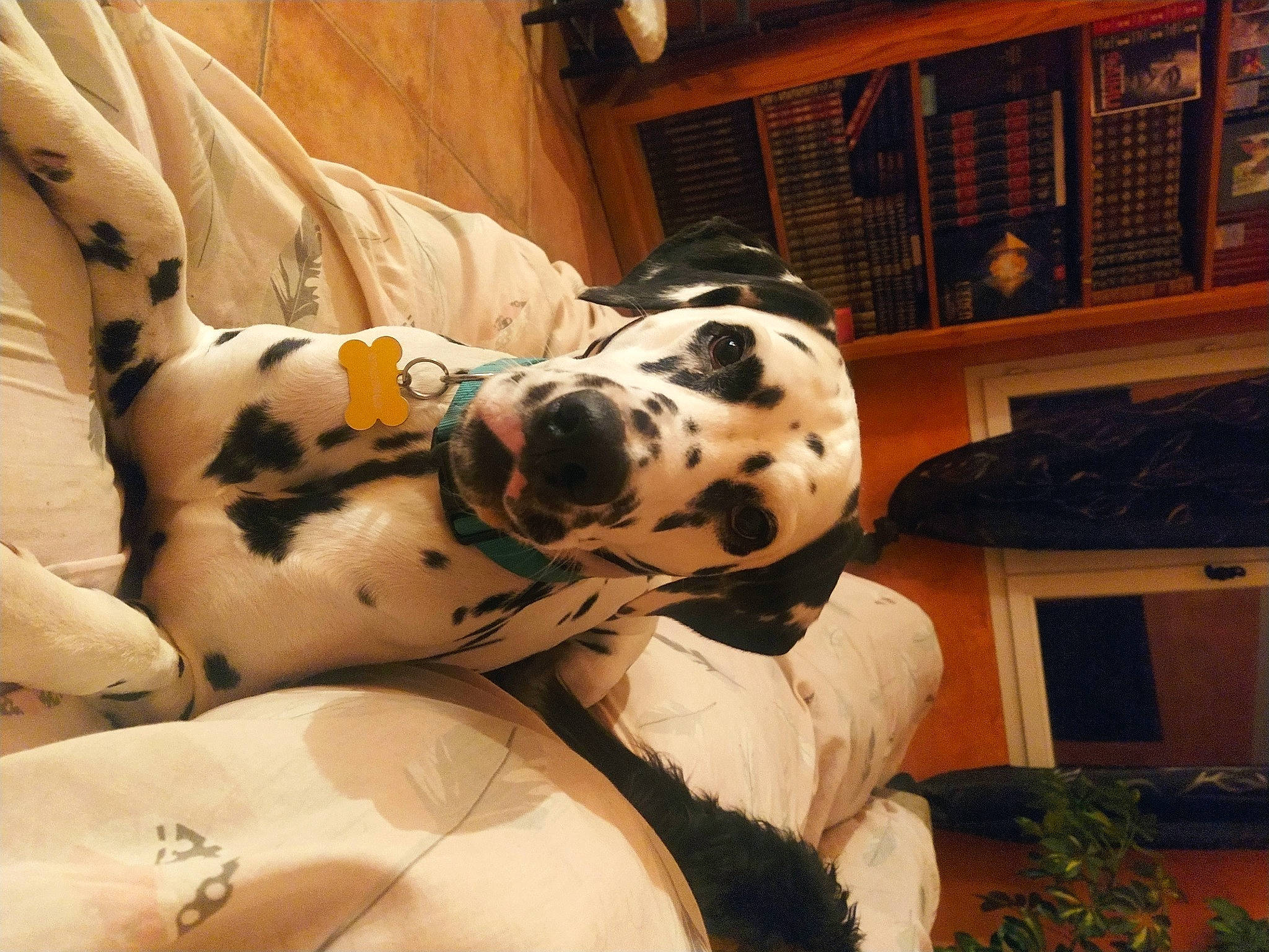 Sheldon a rejoint le concours — aidez-le/la à gagner de superbes lots ! canidae, carnivore, comfort, companion_dog, dalmatian, dog, dog_breed, fawn, flooring, foot, fur, non_sporting_group, pattern, plant, snout, sporting_group, terrestrial_animal, whiskers, wood, working_animal