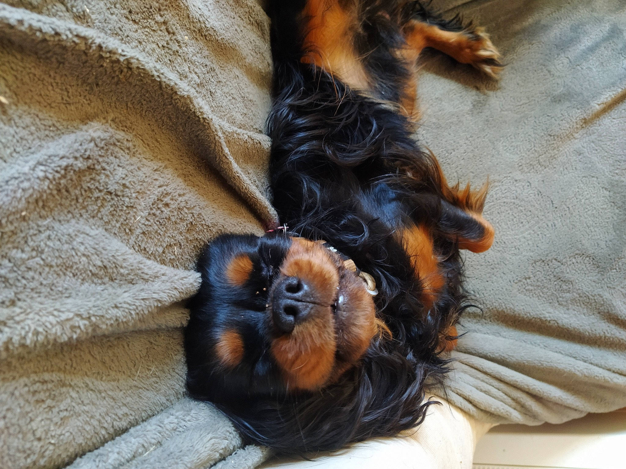 Homère a rejoint le concours — aidez-le/la à gagner de superbes lots ! canidae, carnivore, claw, companion_dog, dog, dog_breed, fawn, felidae, fur, liver, paw, small_terrier, snout, sporting_group, tail, terrestrial_animal, terrier, toy_dog, whiskers, working_animal