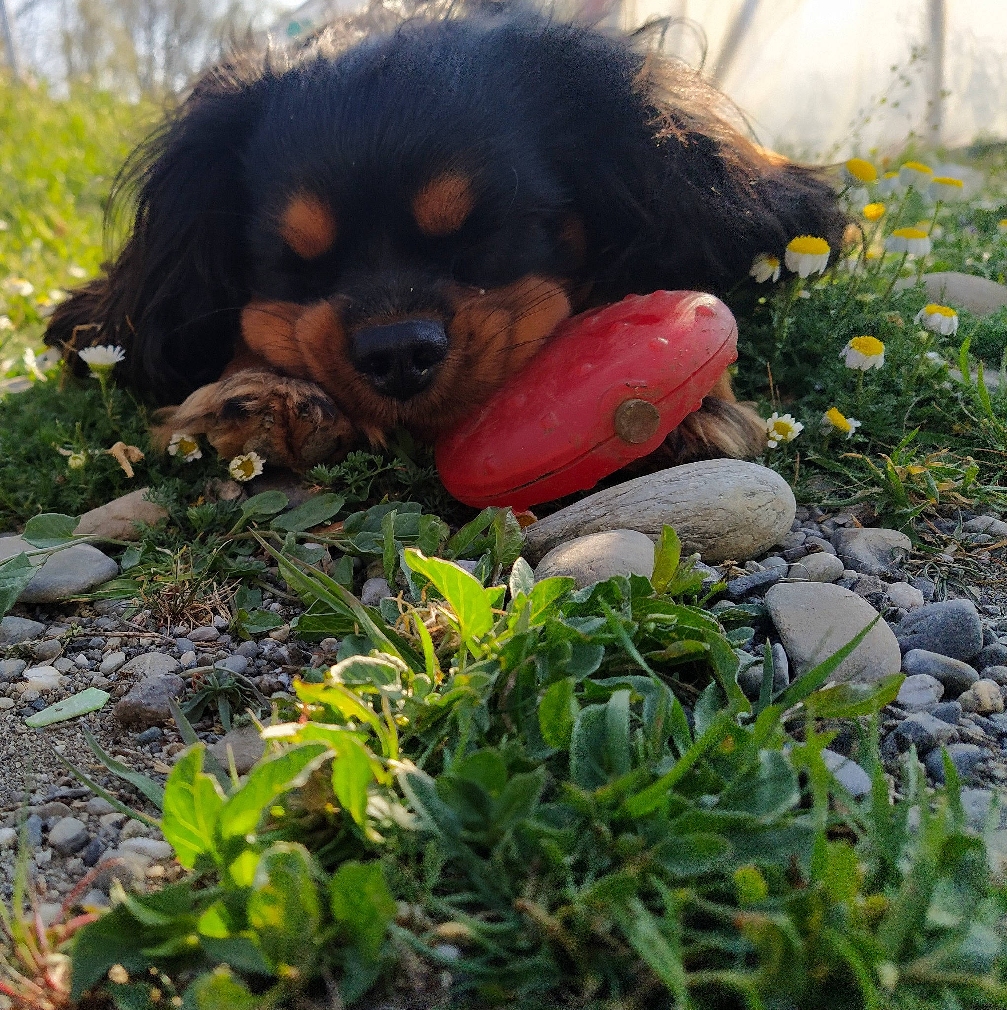 Homère participe au concours pour gagner de l'argent avec cette photo : bernese_mountain_dog, canidae, carnivore, companion_dog, dog, dog_breed, fawn, flower, grass, groundcover, herb, king_charles_spaniel, landscape, liver, plant, soil, spaniel, sporting_group, terrestrial_animal, working_dog