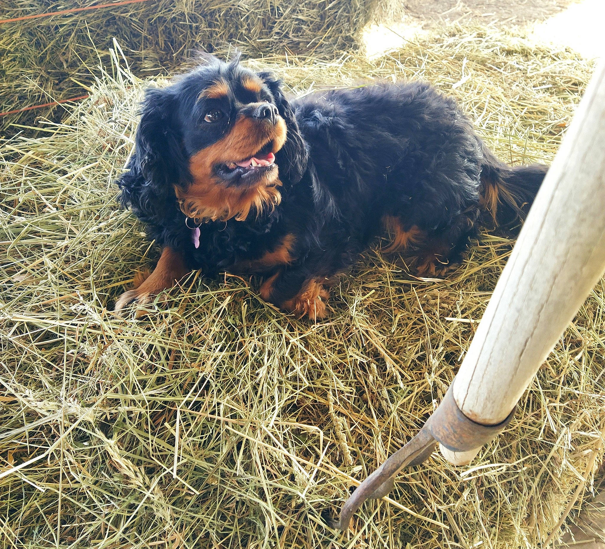 Homère participe au concours pour gagner de l'argent avec cette photo : canidae, carnivore, companion_dog, dog, dog_breed, fur, grass, hay, liver, snout, soil, sporting_group, terrestrial_animal, working_animal, working_dog