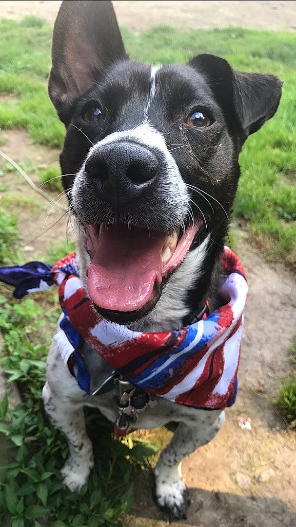 Slash joined the competition — help win amazing prizes! adventure, american_pit_bull_terrier, american_staffordshire_terrier, canidae, carnivore, dog, dog_breed, dog_collar, feist, german_shorthaired_pointer, mammal, rare_breed_dog, snout, sporting_group