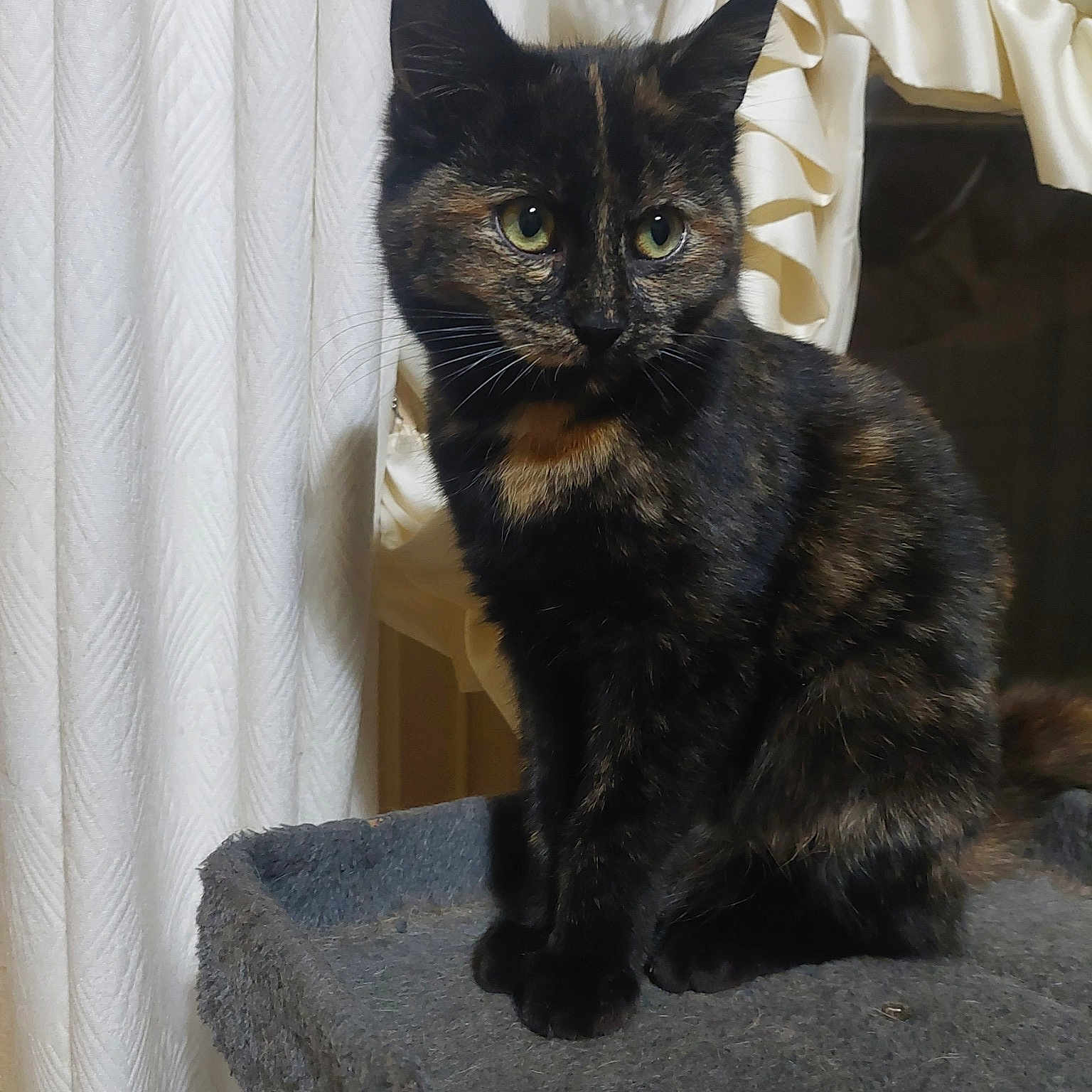 Bella