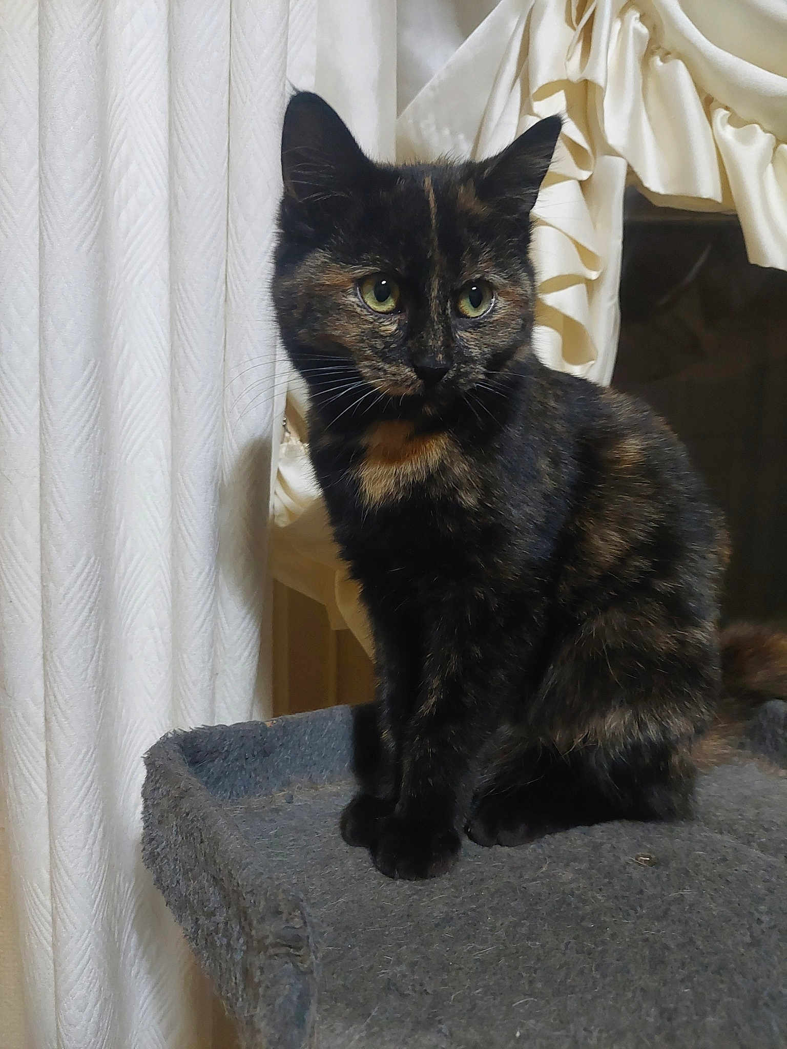 Bella