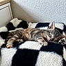 kitten, cat, sleeping, nap, cozy, blanket, black_and_white, furry, paw, indoor, resting, cute, pet, feline, fur, soft, relaxed, animal, home, comfort