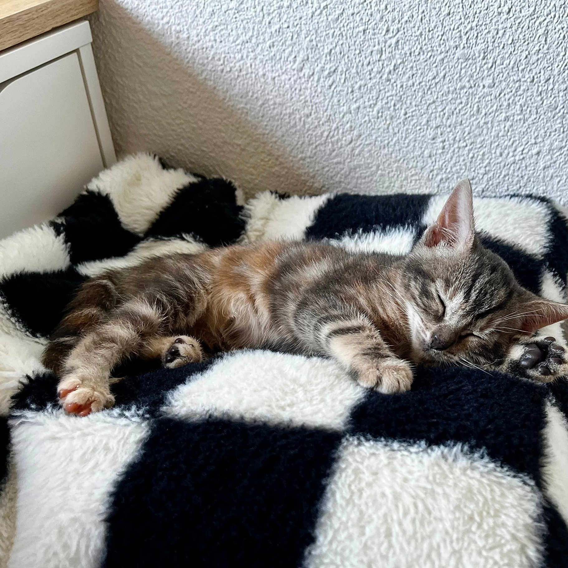 Minuit a rejoint le concours — aidez-le/la à gagner de superbes lots ! kitten, cat, sleeping, nap, cozy, blanket, black_and_white, furry, paw, indoor, resting, cute, pet, feline, fur, soft, relaxed, animal, home, comfort