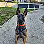 Arlong participe au concours pour gagner de l'argent avec cette photo : dog, outdoor, paved_path, grass, apartment_building, collar, harness, pet, animal, canine, sitting, alert, ears, brown_fur, black_fur, daylight, sidewalk, residential_area, young_dog, portrait