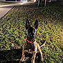 Arlong a rejoint le concours — aidez-le/la à gagner de superbes lots ! dog, grass, night, outdoor, pet, animal, collar, ears, sitting, shadow, lamp, pathway, building, fence, tree, young_dog, alert, brown, black_face, canine