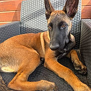 Arlong a rejoint le concours — aidez-le/la à gagner de superbes lots ! dog, puppy, belgian_malinois, outdoor, chair, pet, animal, brown_fur, black_mask, ears, tail, sunlight, relaxed, alert, young, portrait, cute, domestic_animal, resting, furniture